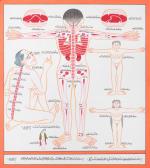 Human Body Anatomy Thangka Art | Himalayan Ancient Medical Technique For Rich mind and Body